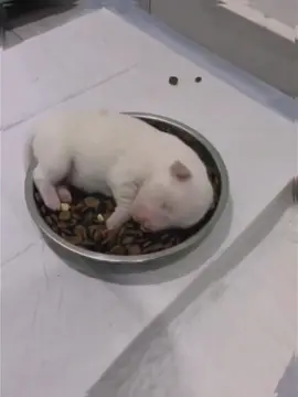 My dog has the ability to sleep in seconds 💤😪#lovedogs #fyp #dogsoftiktok #cutedog #funnydog #puppy #foryou 