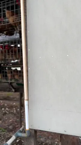 #ayampetelur #pullet #peternakayampetelur #peternakmudaindonesia #peternakpemula #peternakmuda 