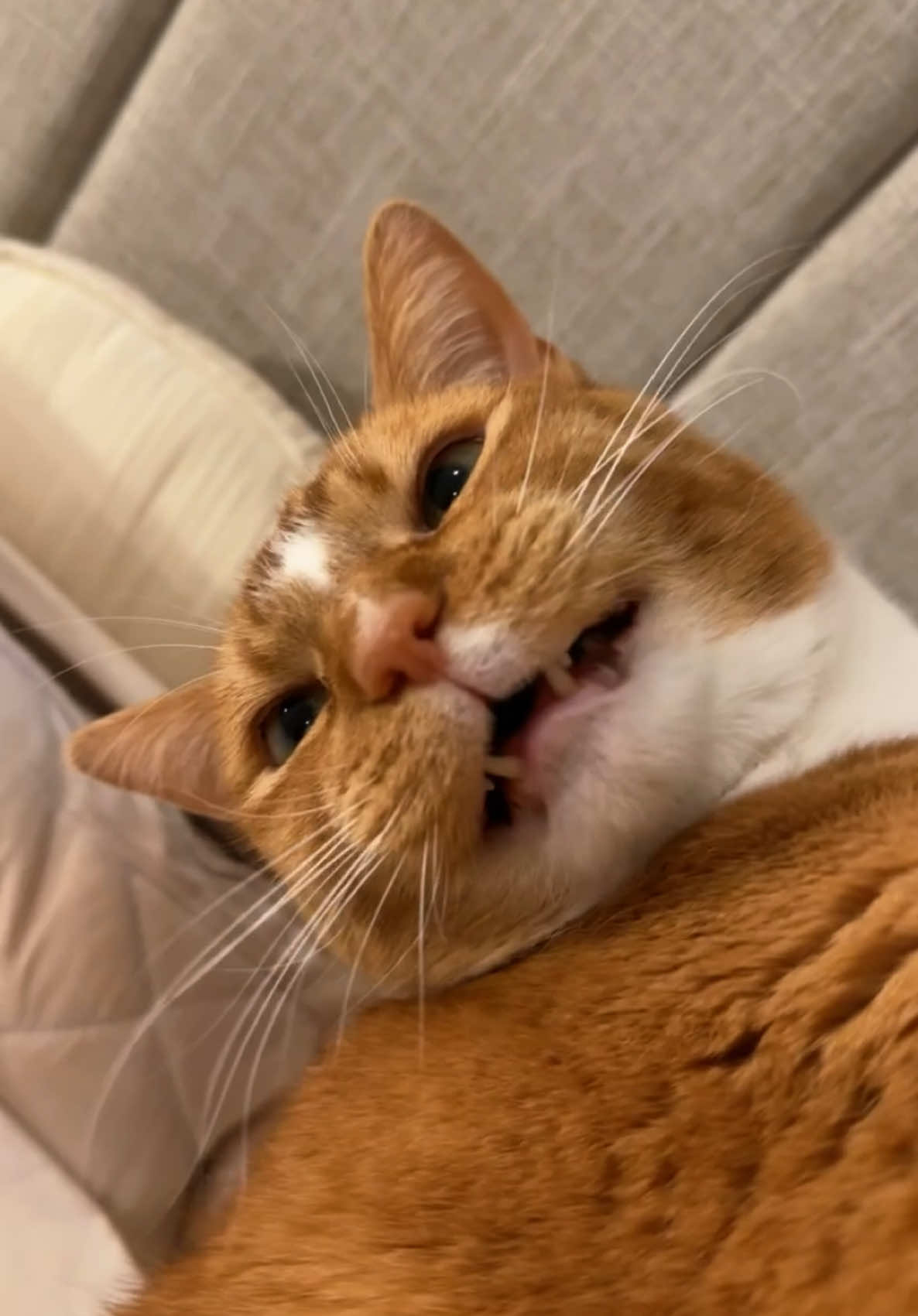 mishmish never lets us cut his nails send help #catsoftiktok #PetsOfTikTok #orangecat 