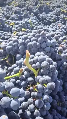 🍇🍇🫐🍇link bibit ada d keranjang kuning#fypシ゚viral #fruit #grape #anggur 