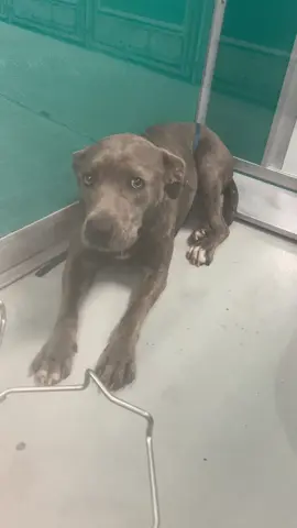 PSA - this is your dog at the shelter. This is what is like for them when you abandon them. #foster #rescue #shelter #adopt 