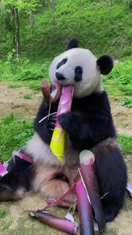 Panda raksasa (Ailuropoda melanoleuca) adalah hewan ikonik yang dikenal sebagai simbol konservasi dunia. Meskipun tergolong dalam ordo Carnivora, 99% makanan panda terdiri dari bambu! Setiap hari, panda dewasa bisa menghabiskan 12–38 kg bambu untuk memenuhi kebutuhan energinya. Cakar dan gigi khusus mereka berevolusi untuk memudahkan mengupas dan mengunyah batang bambu yang keras. Sayangnya, karena habitatnya yang semakin menyusut dan rendahnya reproduksi, panda termasuk spesies rentan. Namun, berkat upaya konservasi, populasi mereka mulai stabil. Keunikan pola makan dan tingkah lucu mereka membuat panda selalu menjadi favorit di seluruh dunia. #Panda #PandaRaksasa #HewanLucu #PemakanBambu #KonservasiSatwa #Wildlife #FaunaEndemik #HewanLangka #Bambu #CutenessOverload #SaveThePanda