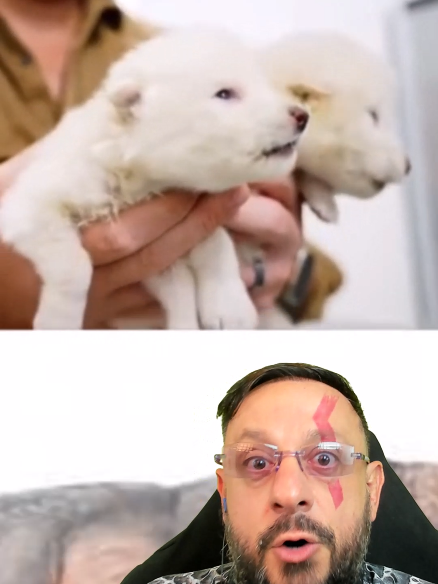 Lobo pré histórico foi trazido de volta da extinção, lobo terrível canis dirus