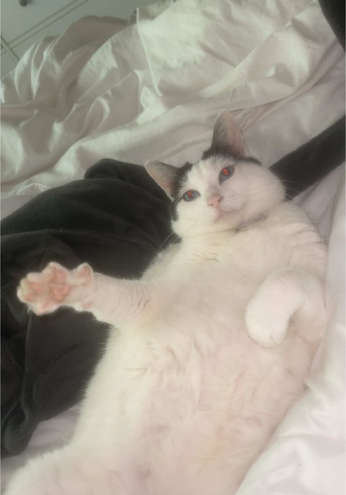 boba says hey! ❤️ #boba #catsoftiktok #cute #heycat 