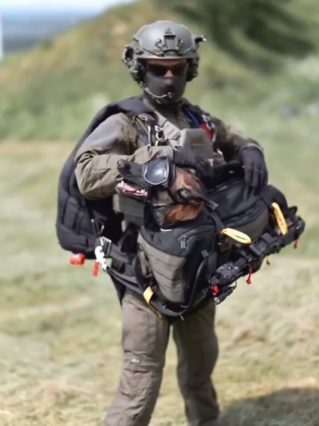 #k9 #dog #tactical #training #trending #dogsoftiktok #foryou #dogstraining #trainingdog 