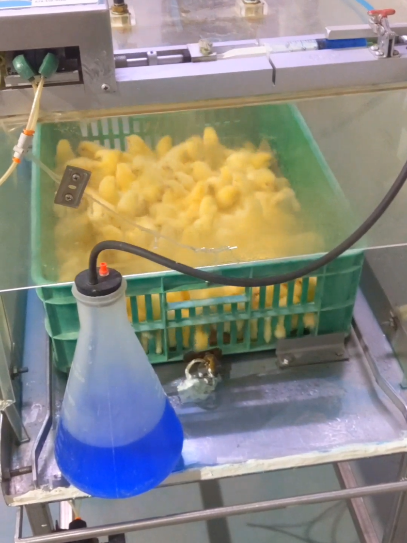 #creatorsearchinsights #foryoupage #Hatchery 