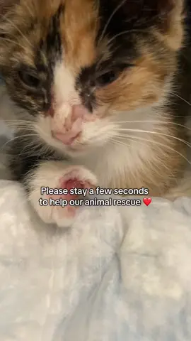 As long as we are here, we will always rescue animals! We need your help! We are completely funded by donations ❤️🐾 #animalrescue #fypage #catsoftiktok #help #kitten #trending#trendingsup 