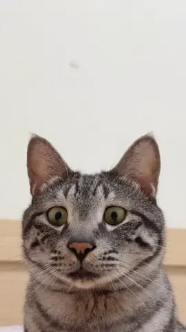 #catsoftiktok #cat 