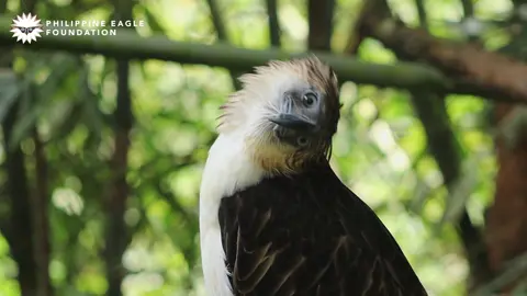 #𝙏𝙧𝙞𝙫𝙞𝙖𝙏𝙪𝙚𝙨𝙙𝙖𝙮 | Eagle-Eyed Focus 🦅👀 Our eagle friend Lyra Sinabadan isn’t just turning her head for nothing—she’s actually trying to get a better look at you! 👀 If you could stand at eye level with a Philippine Eagle, it will frequently turn its head upside down to look at you. Raptors may tilt or bob their heads from side to side to focus better on a subject! Eagles have eyesight that can be four to eight times sharper than humans! REFERENCES:  Grambo, R. L. (1999). Eagles. Voyageur Press. Tucker, V. A. (2000). The deep fovea, sideways vision and spiral flight paths in raptors. Journal of Experimental Biology, 203(24), 3745-3754. #PHEagleLyraSinabadan #SavePHEagle #SaveFromConservation #EagleEyes