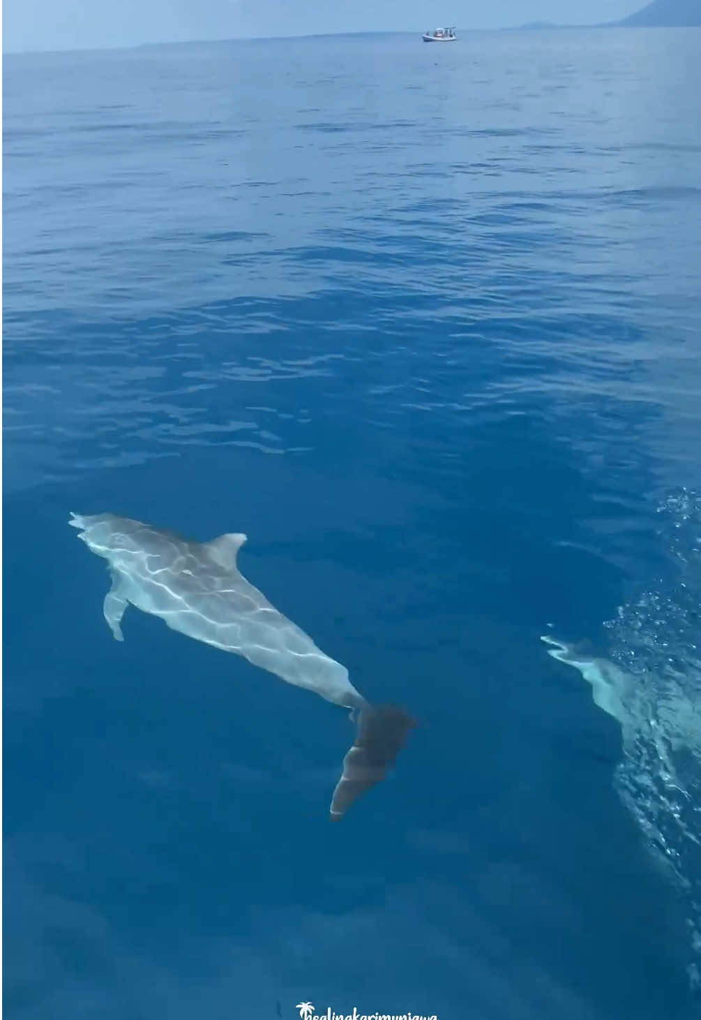 Banda neira ❌ Karimunjawa ✅ 🥹🐬✨ Hopping island 175/pax (exclude tiket hiu) 2 HARI 1 MALAM Sabtu-Minggu | Rabu-Kamis FERI SIGINJAI 750k/pax  2 HARI 1 MALAM Sabtu-Minggu | Selasa-Rabu EXPRESS BAHARI 950k/pax 3 HARI 2 MALAM   Jumat-Minggu | Rabu-Jumat  FERI SIGINJAI 950k/pax 3 HARI 2 MALAM   Jumat-Minggu | Senin-Rabu EXPRESS BAHARI 1.550k/pax (Free Dokumentasi Drone) 📍Meeting point Pelabuhan Kartini Jepara Discover karimunjawa islands with us, Reservation Tour & more information : ☎️ +6282243322955 (Admin) IG : healingkarimunjawa Tiktok : healingkarimunjawa Email: healingkarimunjawa@gmail.com Website : healingkarimun.com NIB : 1001240023298 PT Healing Trip Indonesia #healingkarimunjawa #jeparaexplore  #visitjawatengah #indonesiawonderful #traveller #karimunjawaisland #wisatajawatengah #trip #jeparahariini #djiglobal #djiera #indotraveller #jeparadise #wisatakarimunjawa #jeparahariini #healingtripindonesia #explore #trip #jetski #yourvacationlounge #vacationlounge #karimunjawa 