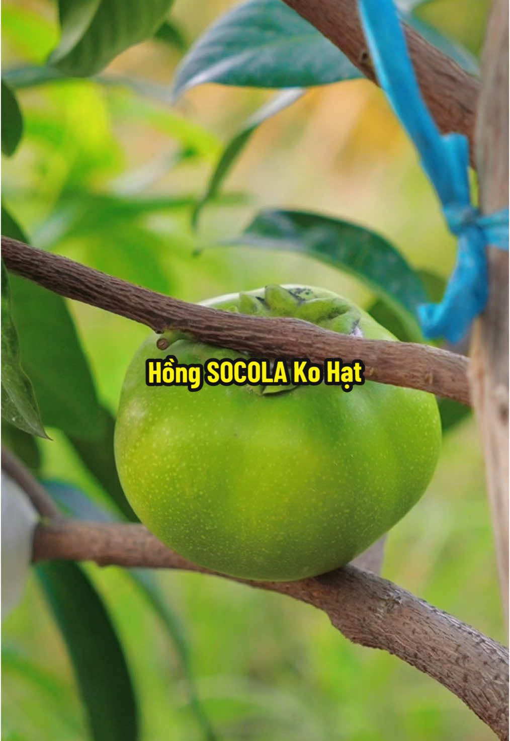 Trồng Thêm Cây Hồng SOCOLA Không Hạt Bên Tik Tok 