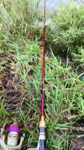 #spotmancing #spotmancingliar #mancing #casting #palung #hampala #lewatberanda #masukberandafyp #fyp #masukberandagak #spotmancingestetik #denycaknan #sinarengan 