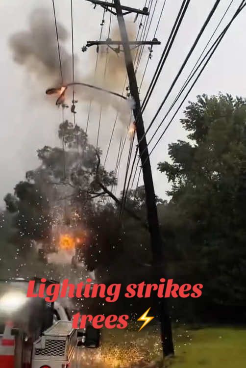 Lighting strikes trees ⚡️#oddlysatisfying #satisfying #lightning #fpyシ 