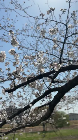 🧠:”kesini sama kamu,trus ngobrol berdua kayaknya seru” #jepang🇯🇵 