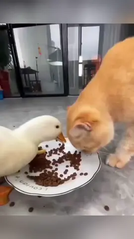 Cats and ducks #cat #catsoftiktok #funnyvideo #funnycat #fyp #pet 