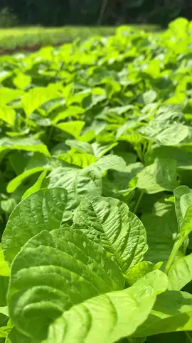 Bayam dakota usia 12hst🌱#bayam #bayamcabut#bayamsuper