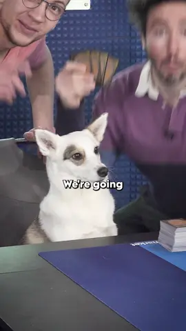 Teaching a dog to play Magic! #mtg #magicthegathering