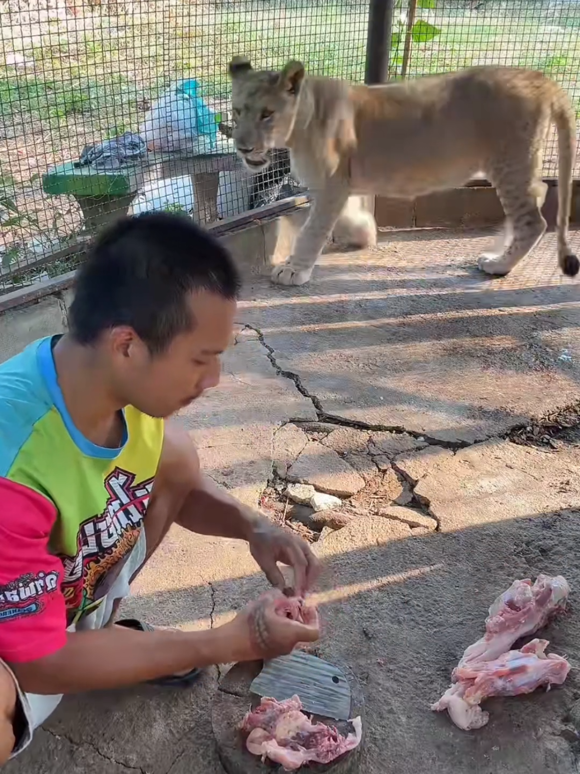 เจ้าเล่นพ่อสะแล้ว #สิงโต #คนเมืองกาญจน์ #สัตร์อสูร #Bully #เทรนด์วันนี้ #กระแสมาแรง 