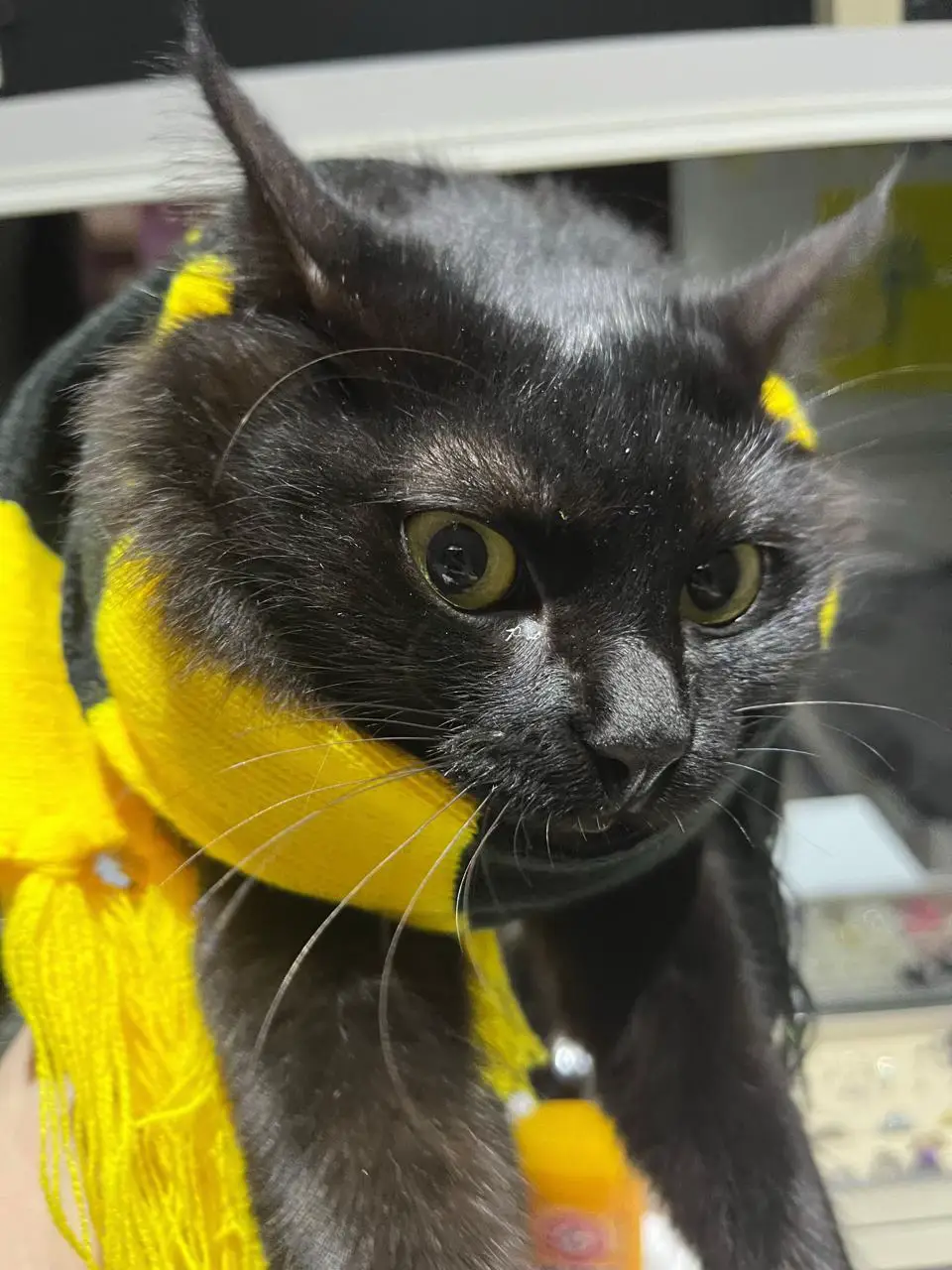 #قط #قطط #قطه #fyp #foryou #explorepage #foryoupage #الاتحاد #اتي #اتحاد 