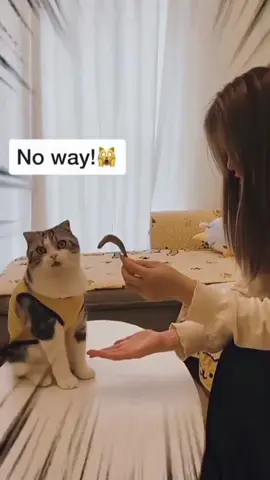 Cats and magic 🪄#funnycat #fyp #catsoftiktiok #pet #cat #funnyvideos 