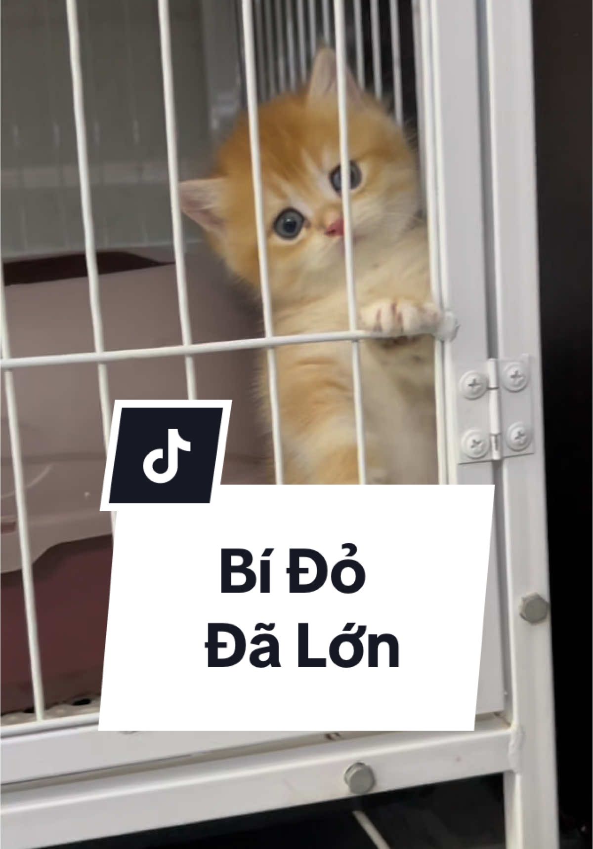 Bí đỏ đây cô chú ơi …😍 #xuhuongtiktok #cat #pet #meocam #MèoTênMỡ #meoanhlongngan #meodethuong #catlover #meocute #meogolden #meocon 