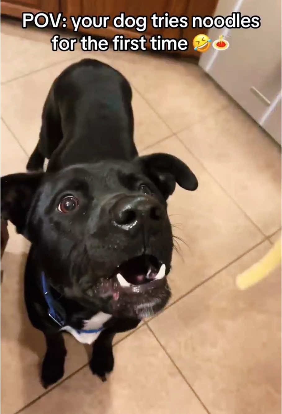 The fastest eating dog#dog#funny#funnyanimals#funnypets#animals #dogsofttiktok #pet #foryou #longervideos