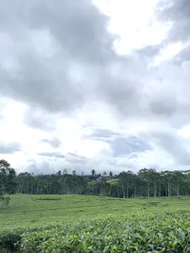 #kebunteh #kabawetan #kepahiangbengkulu 