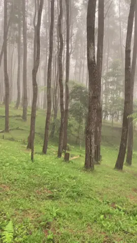 Sendiri juga oke👍🏻#hutanpinusbulutanah #komangraimlaode #vibes #fypp#astetic #trendingvideo #pinus 