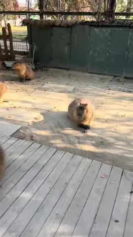 #fyp #healingtiktok #loveyou #capybara 