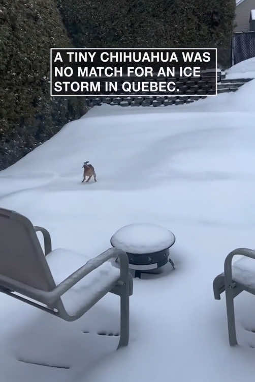 Dog:it’s very slippery!😂#pet #dog #funnydog #funny #funnypet #funnyvideo #doglife #dogs #fyp #funnymoments #PetsOfTikTok #dogsoftiktok #funnytiktok 