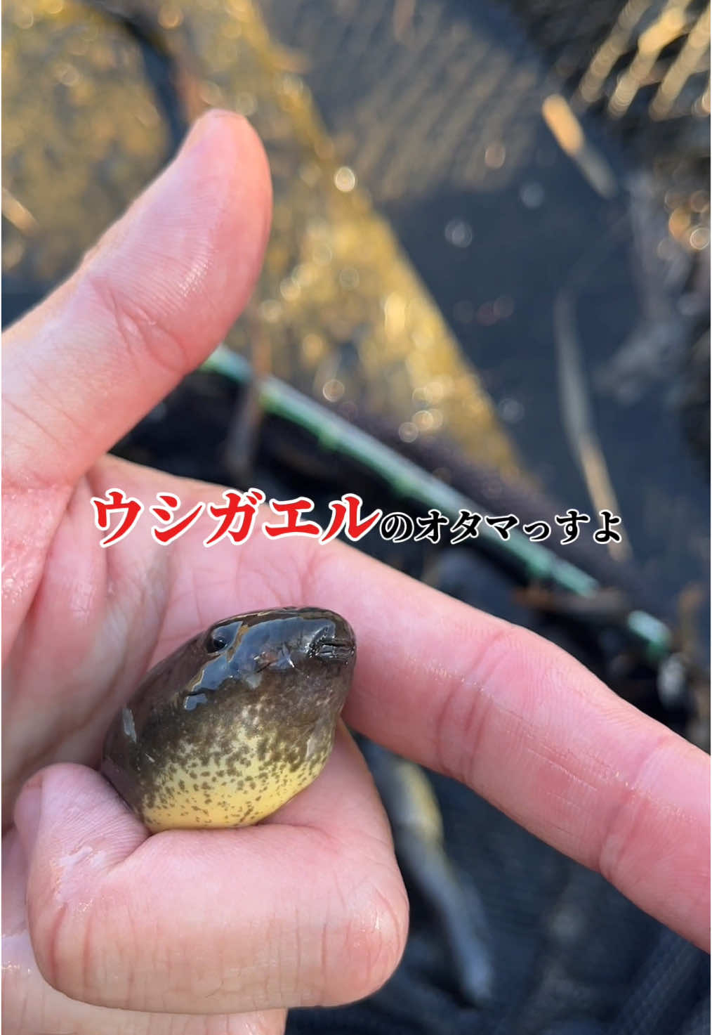 ウシガエルのオタマ！過去動画ギリギリみっけた😈 #年中夏休みチャンネル #ペットのいる暮らし #ガサガサ #特定外来生物 #ウシガエル 
