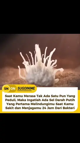 Sel darah putih, atau leukosit, adalah garda terdepan sistem imun kita. Saat tubuh terpapar bakteri, virus, atau zat asing lainnya, sel inilah yang pertama kali merespons dan bekerja keras melawan penyebab penyakit.  Mereka beredar dalam aliran darah dan jaringan tubuh, terus-menerus memindai ancaman, lalu menyerang dan menghancurkannya. Uniknya, sel darah putih tidak mengenal lelah mereka aktif 24 jam sehari, bahkan ketika kita tidur.  Mereka juga bisa 