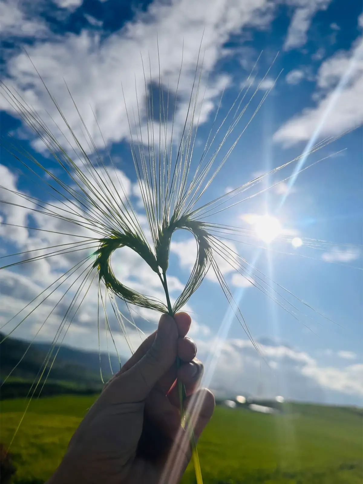☁️☀️🌾💕🎀 #zeynepbastık  #tik #tok  #güneş  #başak 