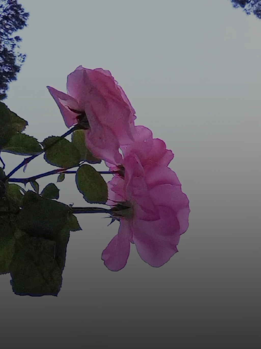 #CapCut ما صدقت انا الاقيك  #يلوموني #راشد_الماجد #تصميم_فيديوهات🎶🎤🎬 #اكسبلور #احبك #تصويري #lavendr81 #منشن_للي_تحبه #مجرد________ذووووووق🎶🎵💞 #trending #viral #شاشة_سوداء🖤 