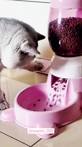 #cats #cutecats #foryou #funnytiktok #funnyvideos #usa #funnyanimals #fypシ #cute #funnycat #catlover #funnypets #viral #funny 
