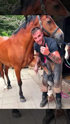 #horse #horses #horsesoftiktok #farrier #satisfyingvideo #asmr 