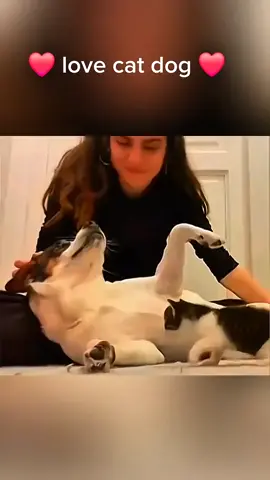 Animals friends 🥰   #pet #cat #dog #cute #animals #foryou #typ 
