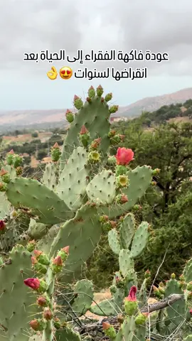 عودة فاكهة الفقراء إلى الحياة بعد انقراضها لسنوات 😍👌#agadir #tamazight #المغربmorocco #casablanca #