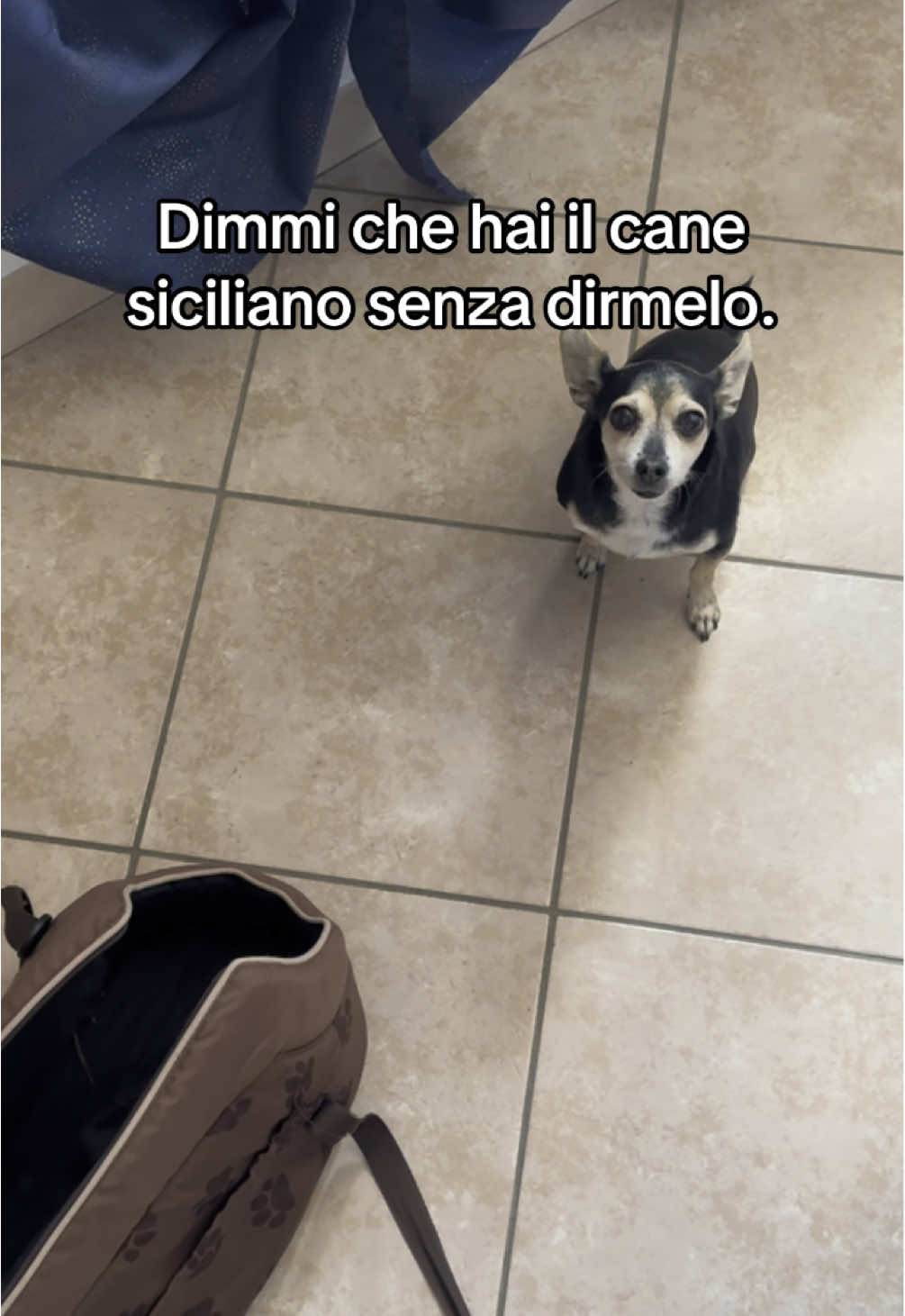 Il ritorno #perte #amiciaquattrozampe #viral #ironia #ilcanesiciliano #sicilia 