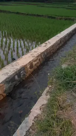 Suasana magrib di pedesaan