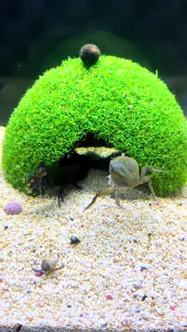 My Mantis Shrimp Punches a Crab #mantisshrimp #udangmantis 