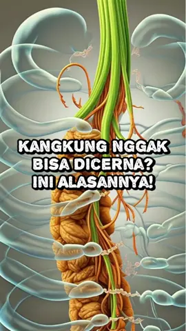 Kangkung nggak bisa dicerna? Kok bisa? 🥬 Sayur favorit banyak orang ini ternyata mengandung serat tidak larut yang sulit diurai tubuh. 💩 Makanya kadang keluar lagi saat BAB, hampir utuh! Tapi tenang, serat ini tetap penting buat melancarkan pencernaan, kok! ✔️ #Kangkung #PencernaanSehat #CerminRaga #SeratAlami #FaktaKesehatan #SayurSehat #InfoPencernaan