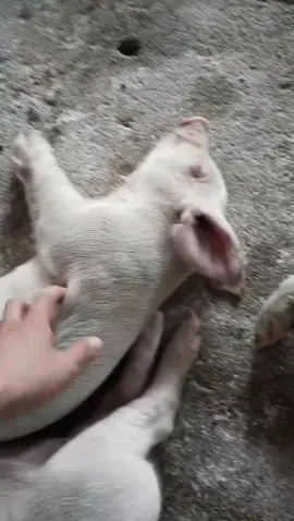 Em dậy đi em, sao em ngủ dữ dị #funny #viral #tiktok #animals #xuhuong #neubat #trending #CapCut #fyp #pig #pigs 