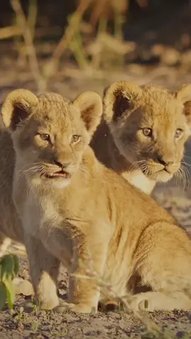 CONFUSED CUBS As mom prepares to head off for a hunt, the cubs are left puzzled-confused by her departure and calling out after their sibling who runs toward her. Left sitting side by side in a nearby bush, they look around, unsure and hesitant but this is necessary. A mother lioness must hunt to survive and provide, and the presence of her cubs could easily compromise her success #foryoupage #foryou #foru #fyp #tanzania #legend #wildlife #king #lions #viral #justiceforolobor #justiceforlorkulup 