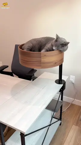 Just a cat, living his best life… doing absolutely nothing. 😹 #catsoftiktok a#cat #catlover  #workfromhome  #catsvideo 