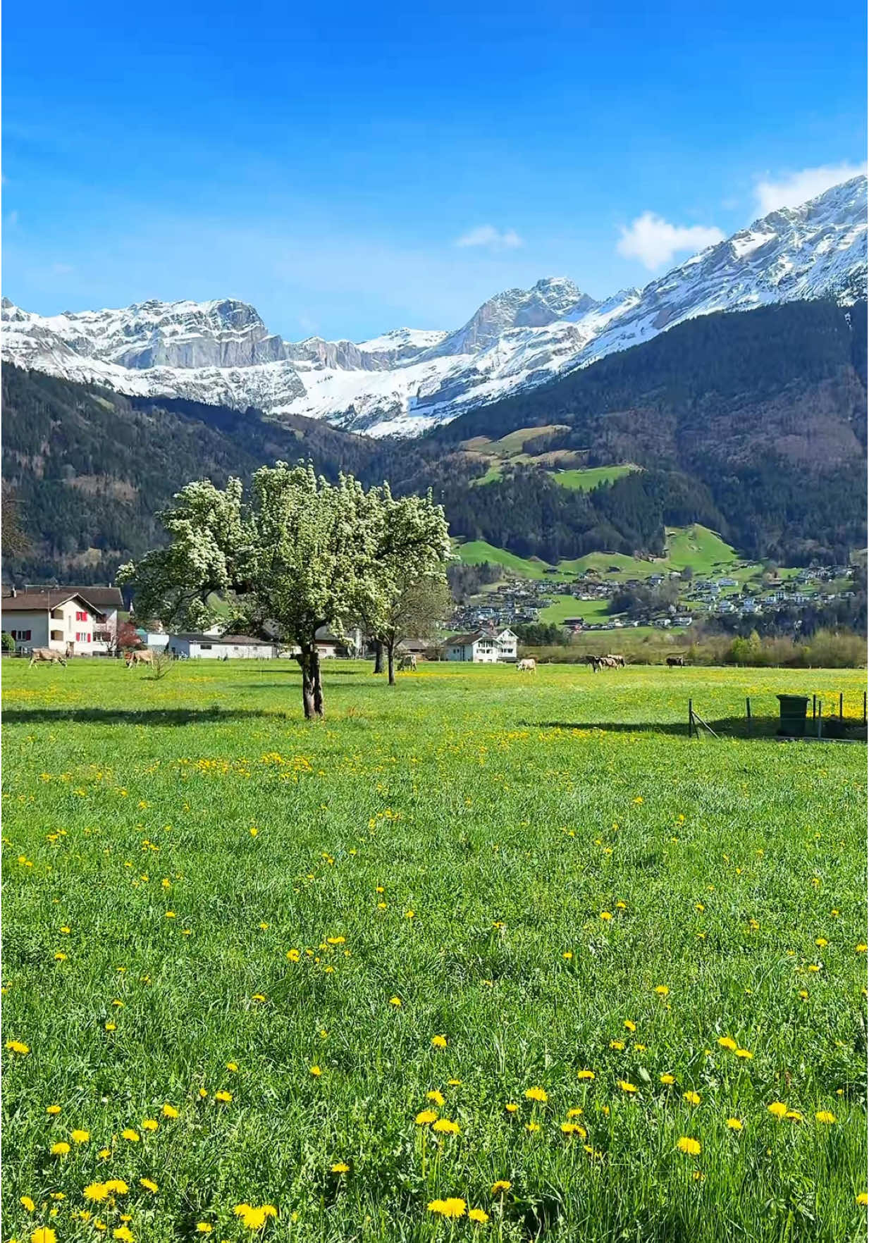 Switzerland at its best 🇨🇭 Have a wonderful day everyone 👍  #switzerland #places_wow #inlovewithswitzerland #dreamyaesthetic #travelswitzerland #map_of_europa #loveswitzerland #zwitserland #farmtourswitzerland #nature #isviçre #follwme #foryou #Love #beautifulplace #beautiful