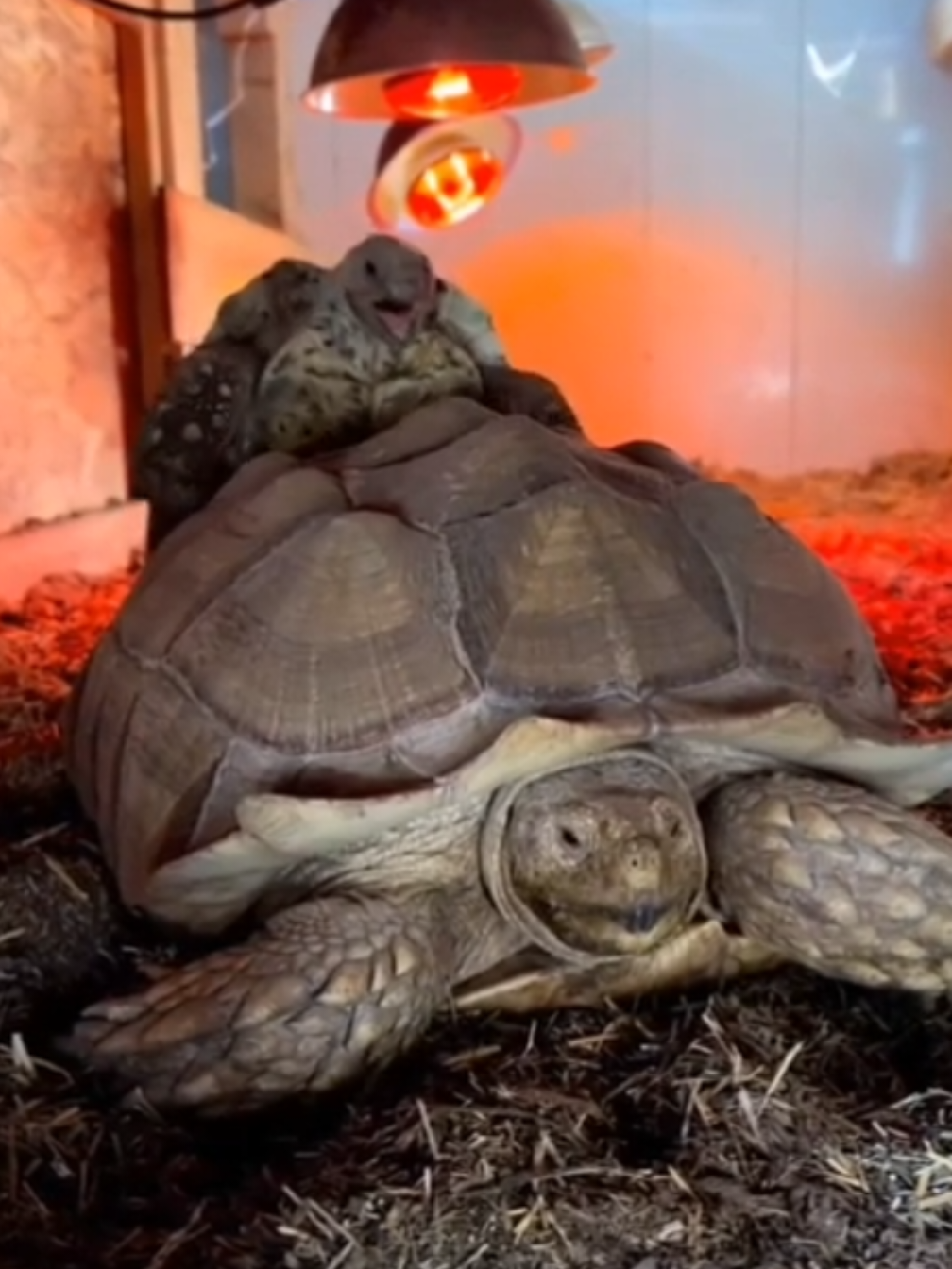kura kura kawin #kurakurakawin #kawin #videobinatangkawin #animalia 