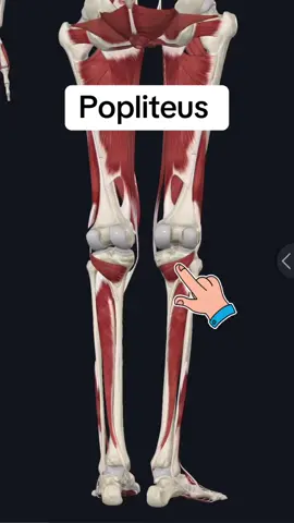 Follow for more!! #medical #medicalstudent #anatomyclass #anatomyandphysiology #anatomylesson #physicaltherapy #physicaltherapist #medicine #fyp #trending #medicaltiktok #healthcare #studyhacks #muscle #exercises 