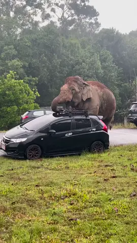 ngeri!!!gajah mengamuk di pinggir jalan#tiktok #video #gajahmengamuk#aysami @