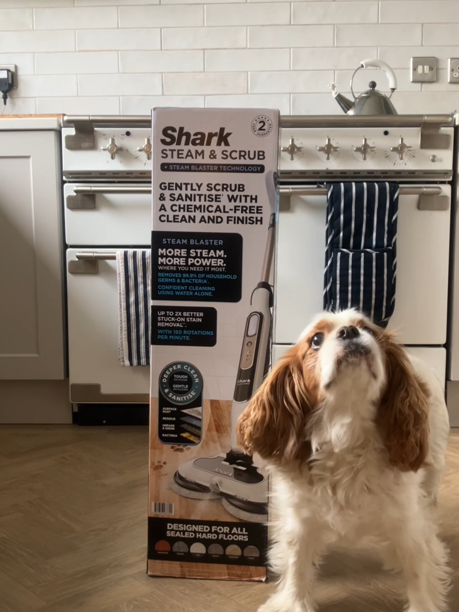 Man’s best friend: The Shark Steam Mop 🐶 #springcleaning #sharkvacuums #dogsoftiktok